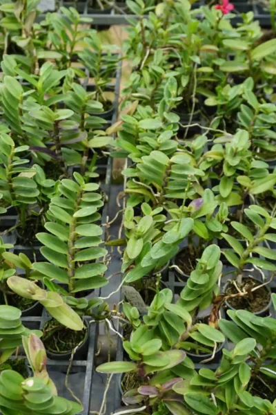 Epidendrum Hybrids Red