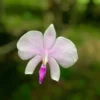 Phal lowii