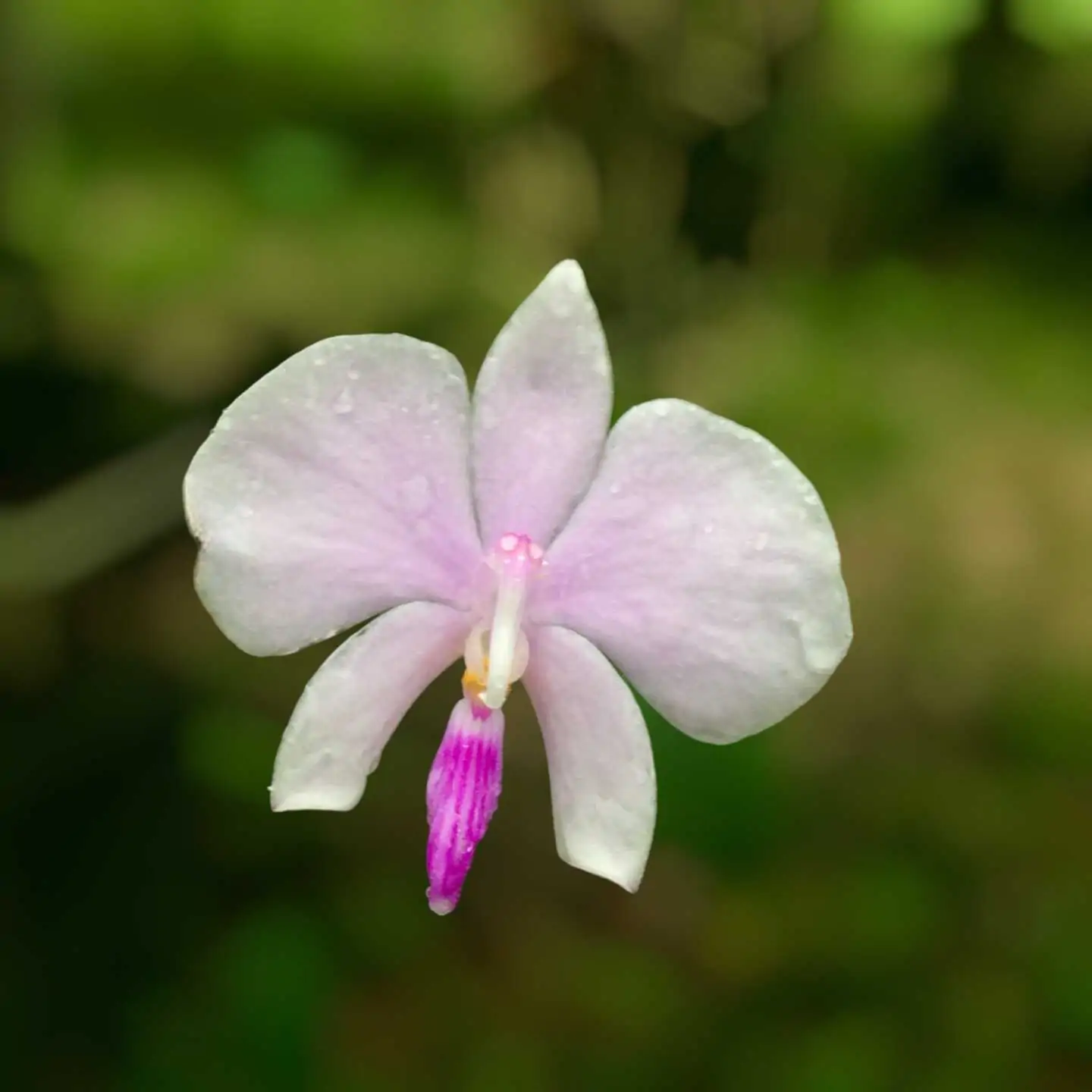 Phalaenopsis lowii – Buy Online | Sib Orchid Phal lowii