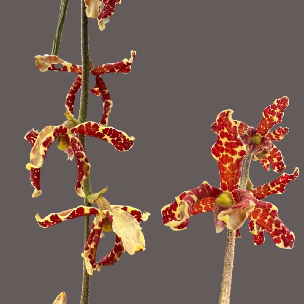 Rare & Beauty of Dimorphorchis lowii: The Two-Faced Orchid – Buy Online | Sib Orchid Rare & Beauty of Dimorphorchis lowii: The Two-Faced Orchid orchid plant for sale