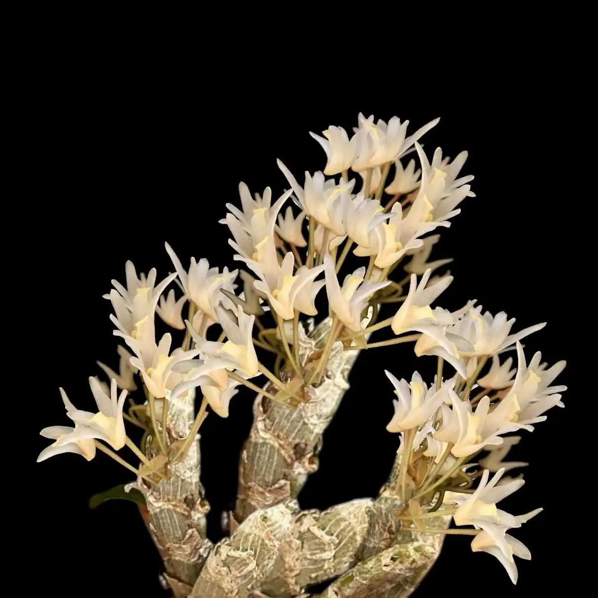 Eria obesa (Well Size) – Buy Online | Sib Orchid Orchid species