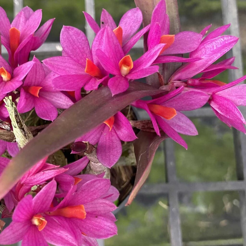Orchids That Bloom for Weeks (or Months!) orchid plant for sale