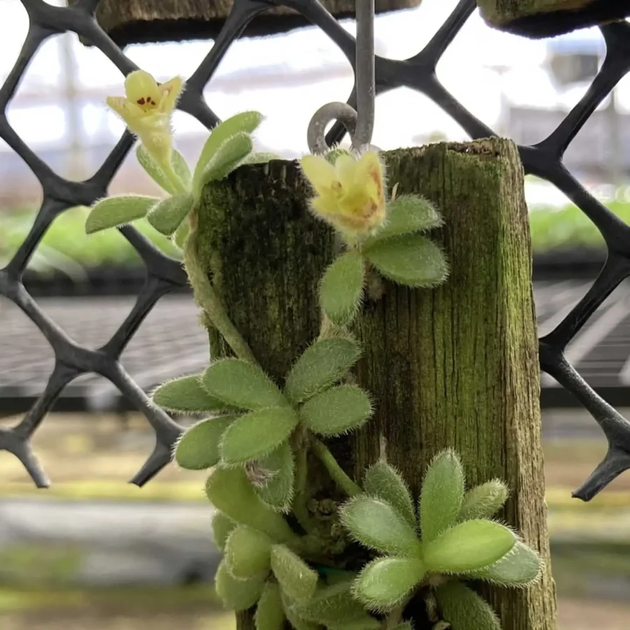 Trichotosia rotundifolia