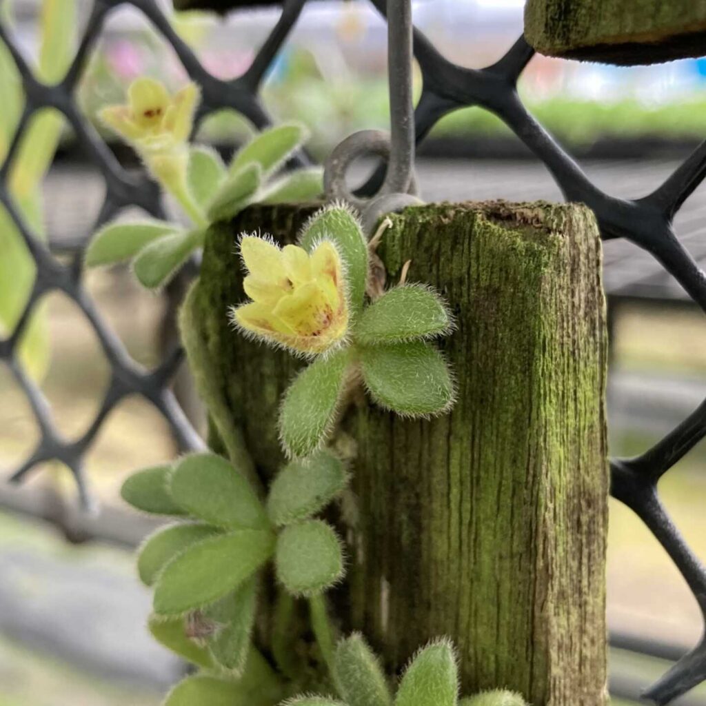 Exploring Trichotosia rotundifolia – Buy Online | Sib Orchid Trichotosia rotundifolia