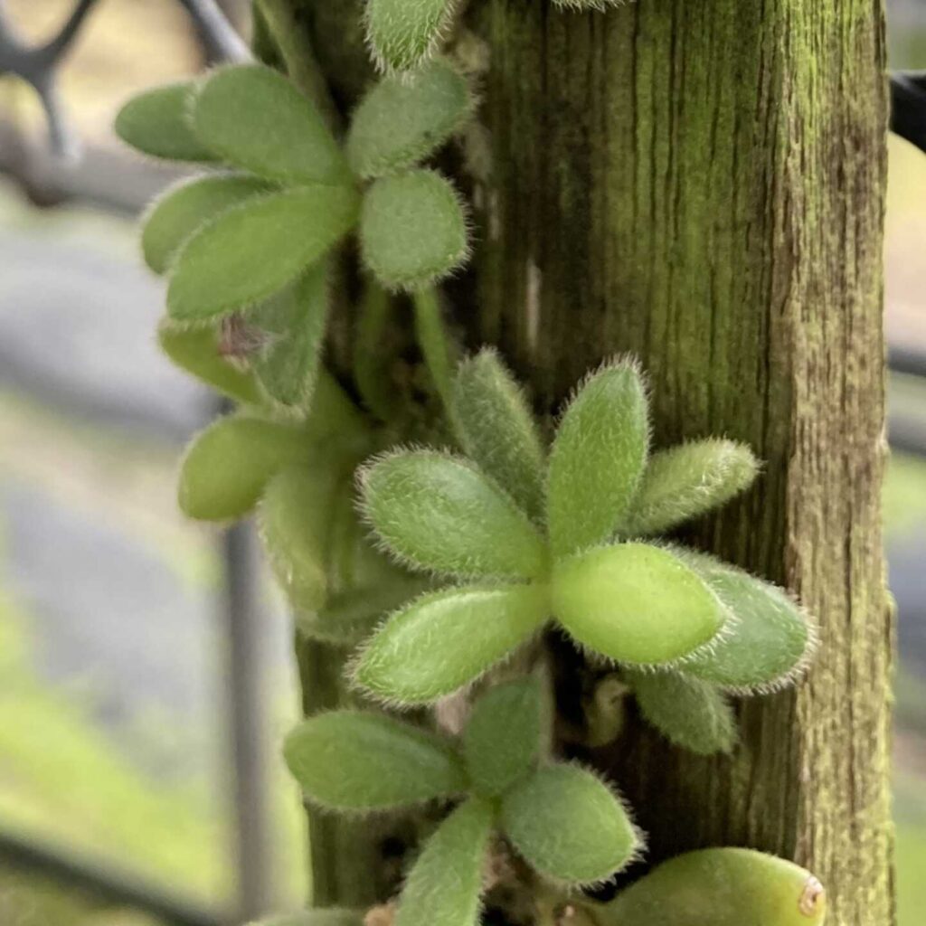 Exploring Trichotosia rotundifolia – Buy Online | Sib Orchid Trichotosia rotundifolia