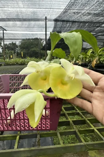 Catasetum pileatum