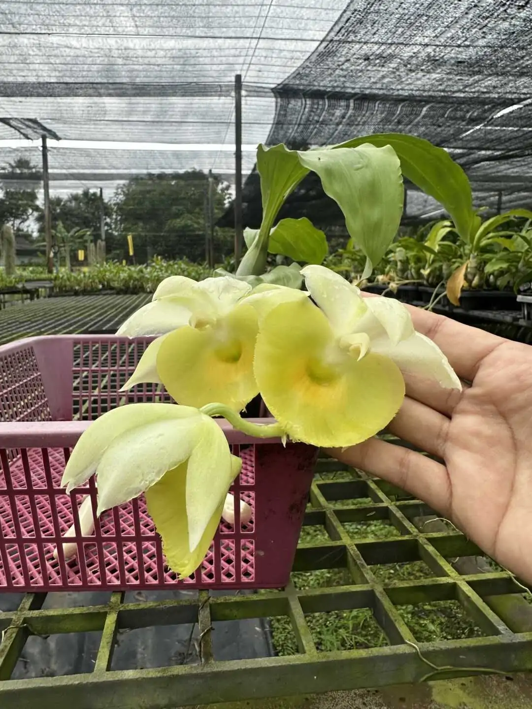Catasetum pileatum – Buy Online | Sib Orchid Catasetum pileatum