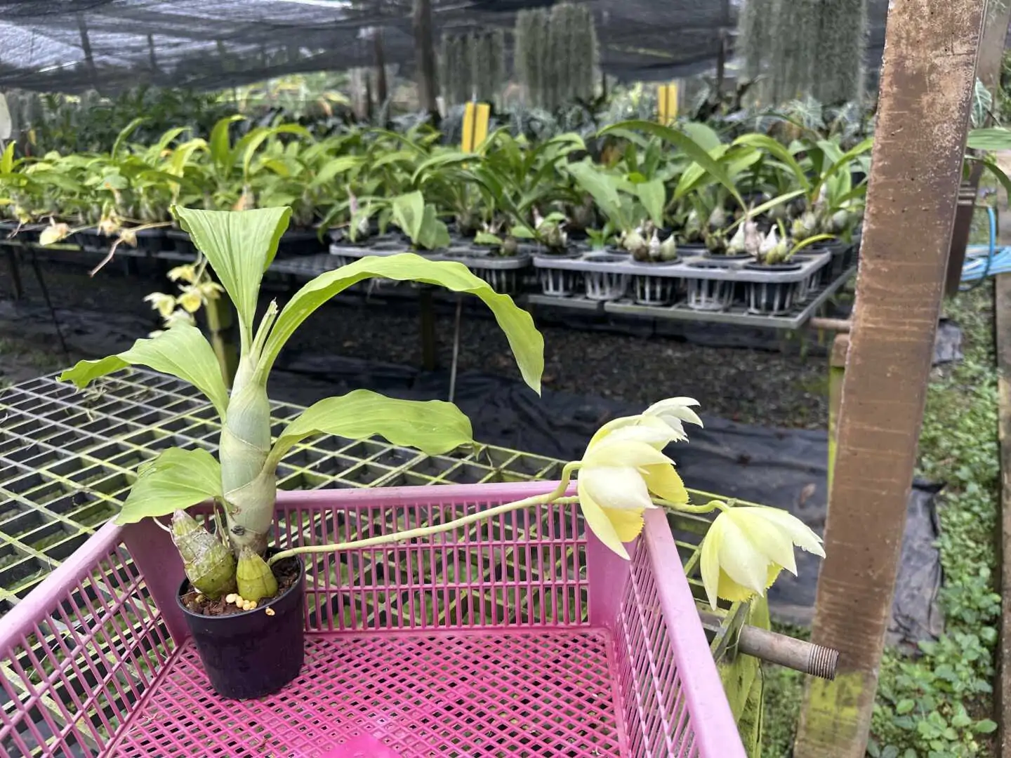 Catasetum pileatum – Buy Online | Sib Orchid Catasetum pileatum