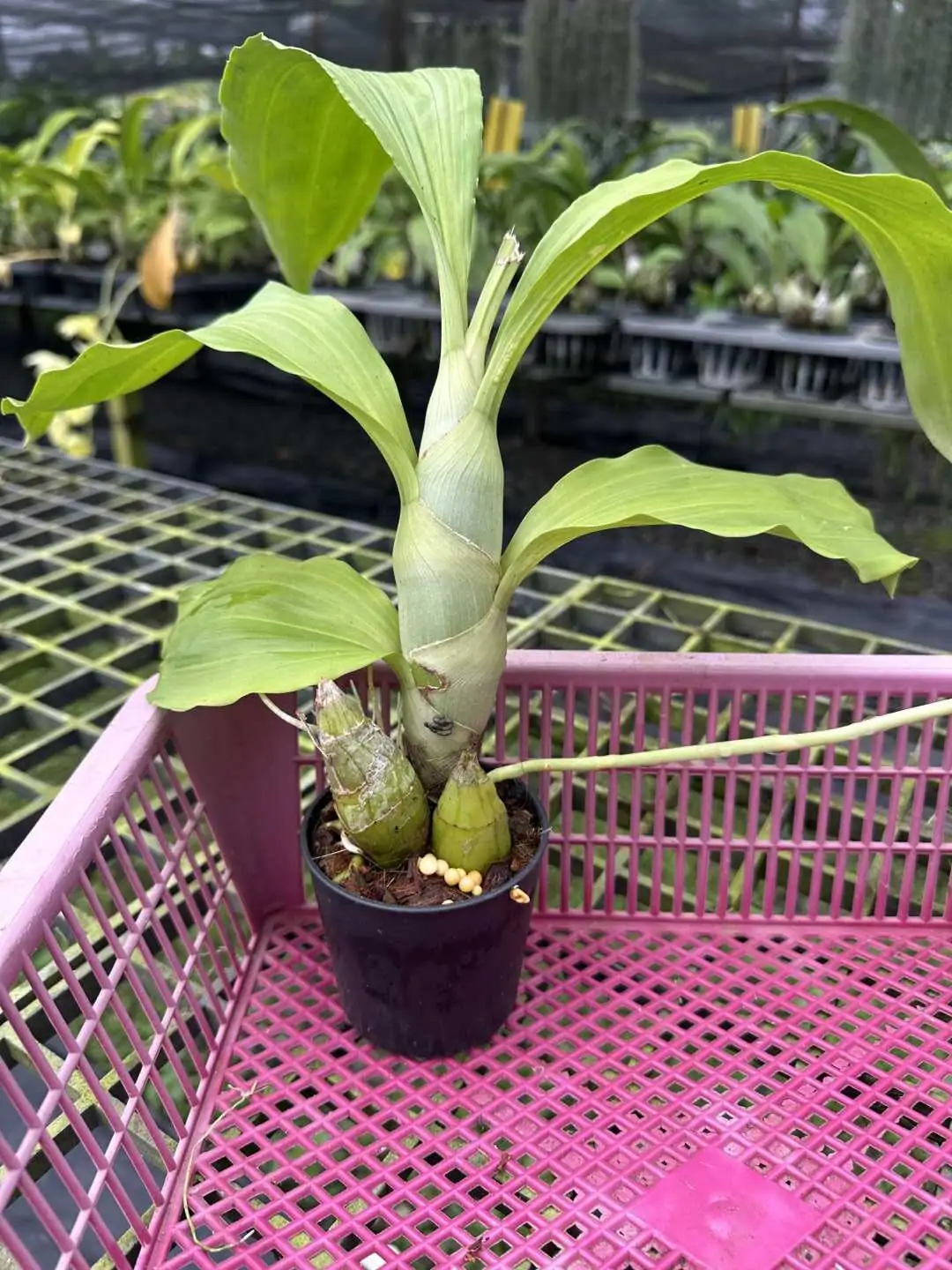 Catasetum pileatum – Buy Online | Sib Orchid Catasetum pileatum