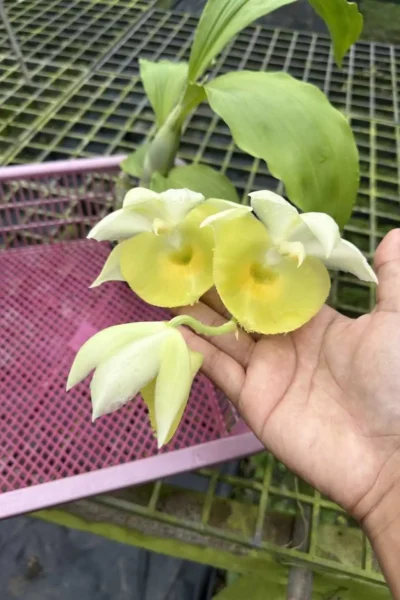 Catasetum pileatum