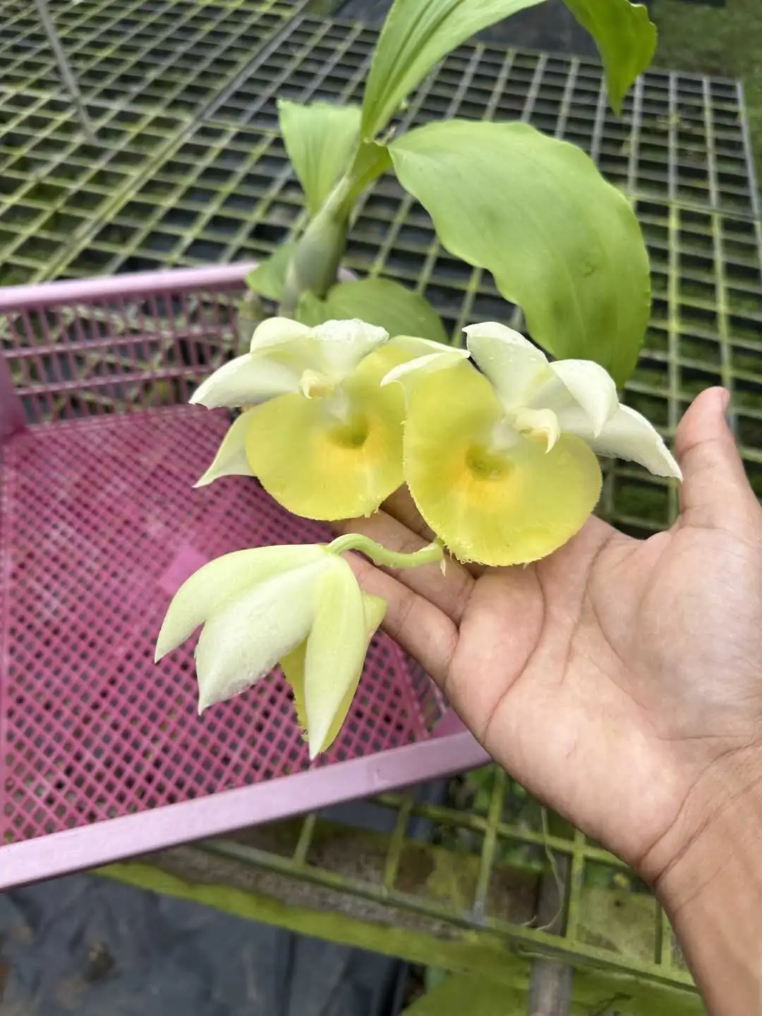 Catasetum pileatum – Buy Online | Sib Orchid Catasetum pileatum