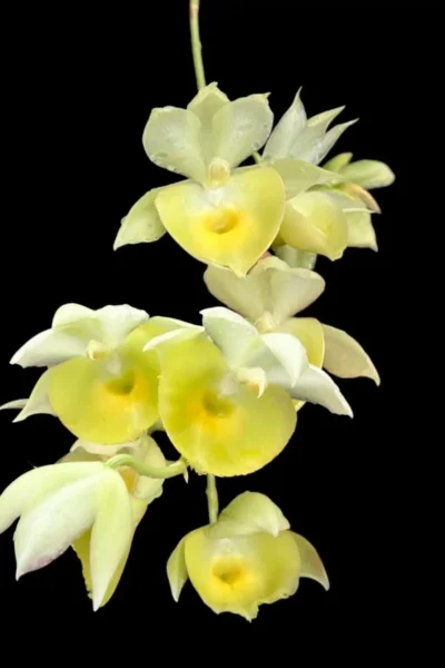 Catasetum pileatum