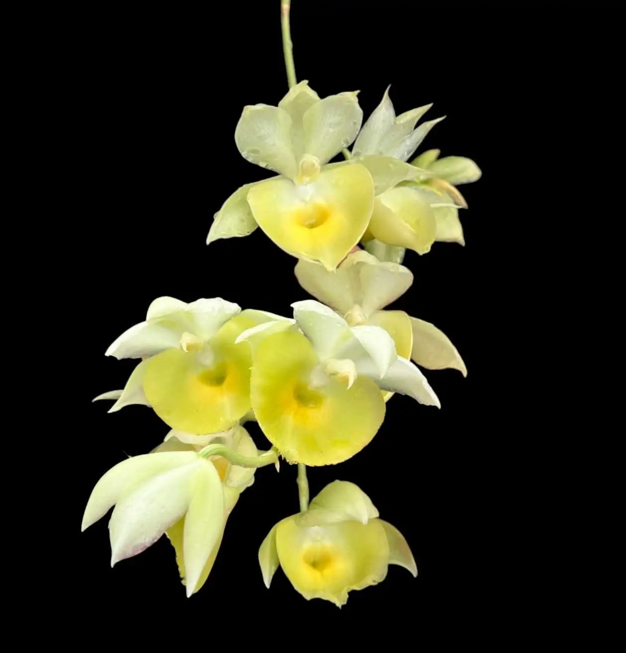 Catasetum pileatum – Buy Online | Sib Orchid Catasetum pileatum