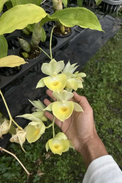 Catasetum pileatum
