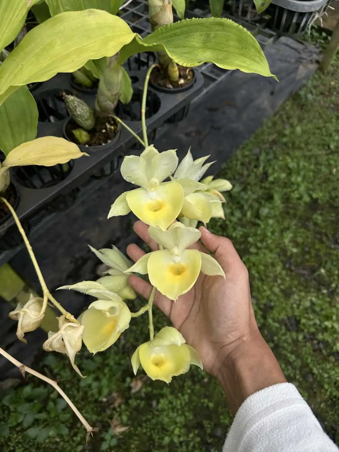 Catasetum pileatum – Buy Online | Sib Orchid Catasetum pileatum