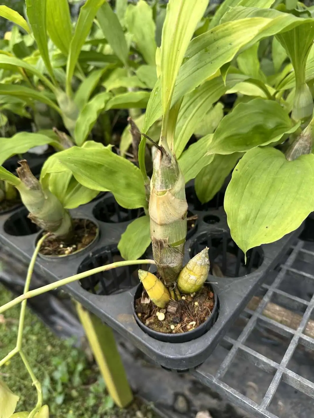 Catasetum pileatum – Buy Online | Sib Orchid Catasetum pileatum