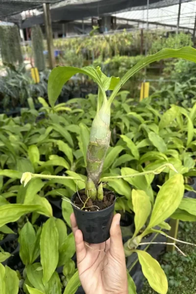 Catasetum pileatum