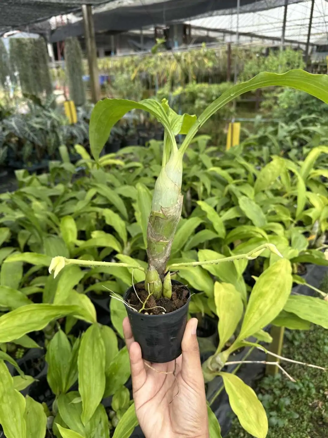 Catasetum pileatum – Buy Online | Sib Orchid Catasetum pileatum
