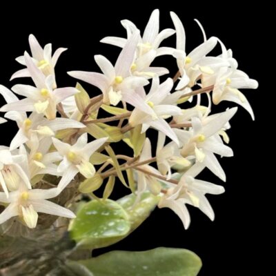 Eria obesa (Well Size)