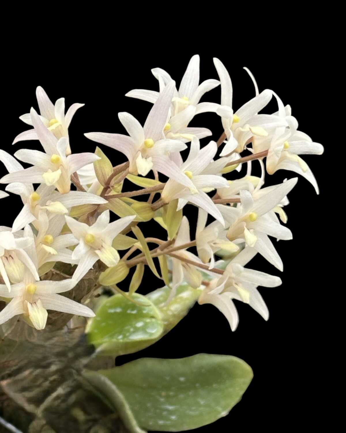 Eria obesa (Well Size) – Buy Online | Sib Orchid Eria obesa (Well Size)