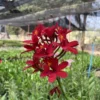 Epidendrum Hybrids Red
