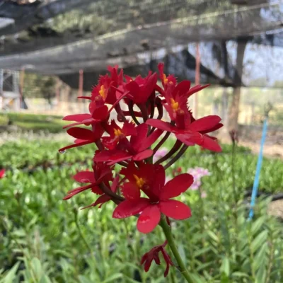 Epidendrum Hybrids Red