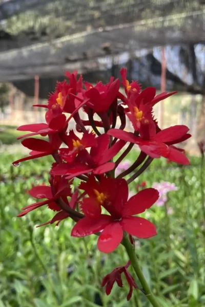 Epidendrum Hybrids Red