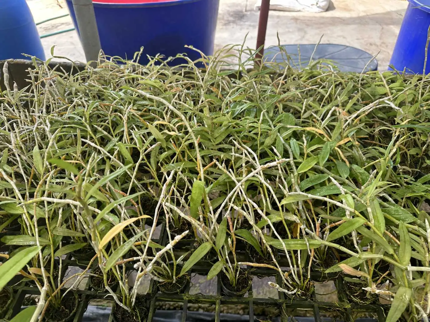 Dendrobium anosmum (Seeding) – Buy Online | Sib Orchid Dendrobium anosmum