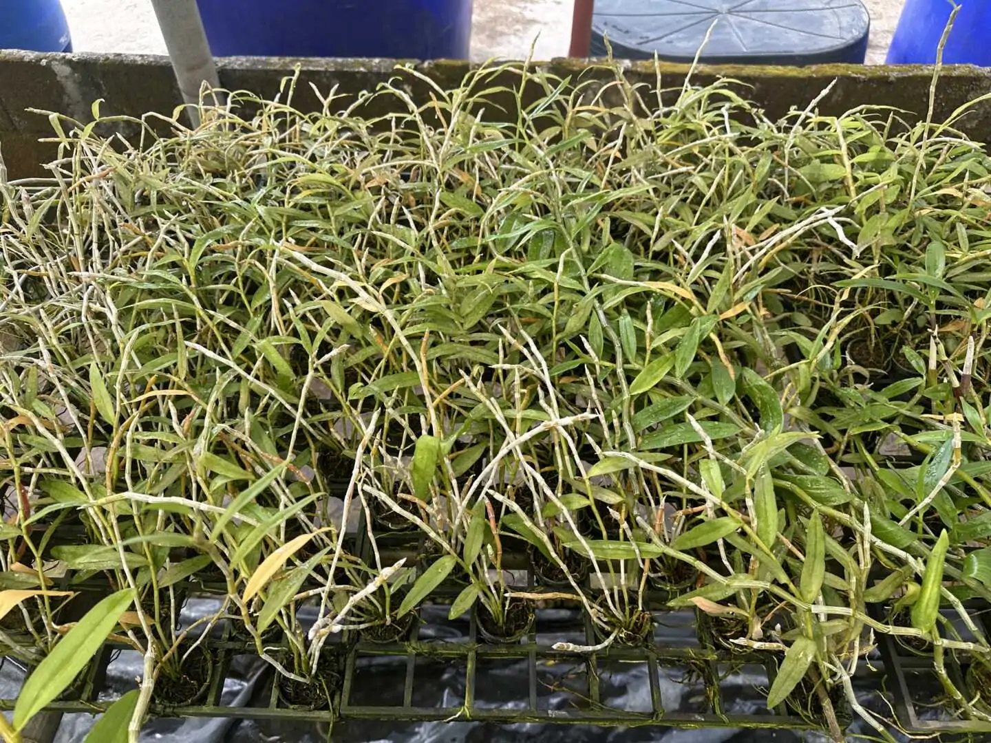 Dendrobium anosmum (Seeding) – Buy Online | Sib Orchid Dendrobium anosmum