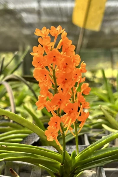 Vanda miniata