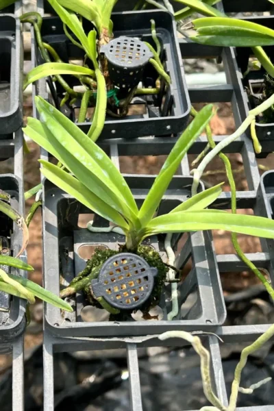 Vanda miniata