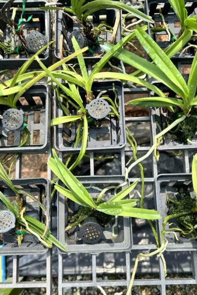 Vanda miniata