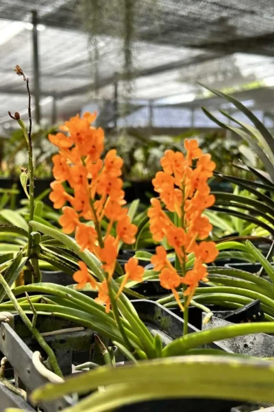 Vanda miniata