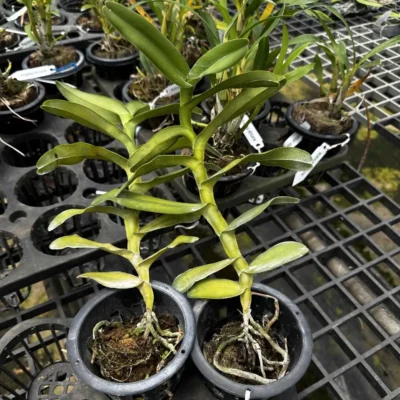 Robiquetia merrillii