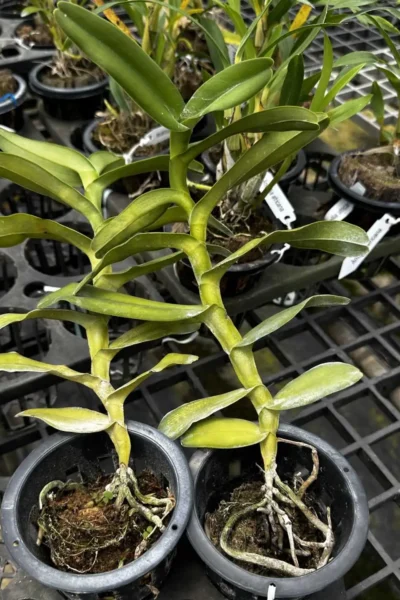 Robiquetia merrillii