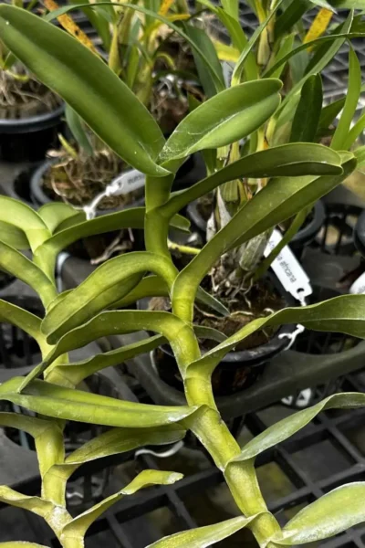 Robiquetia merrillii