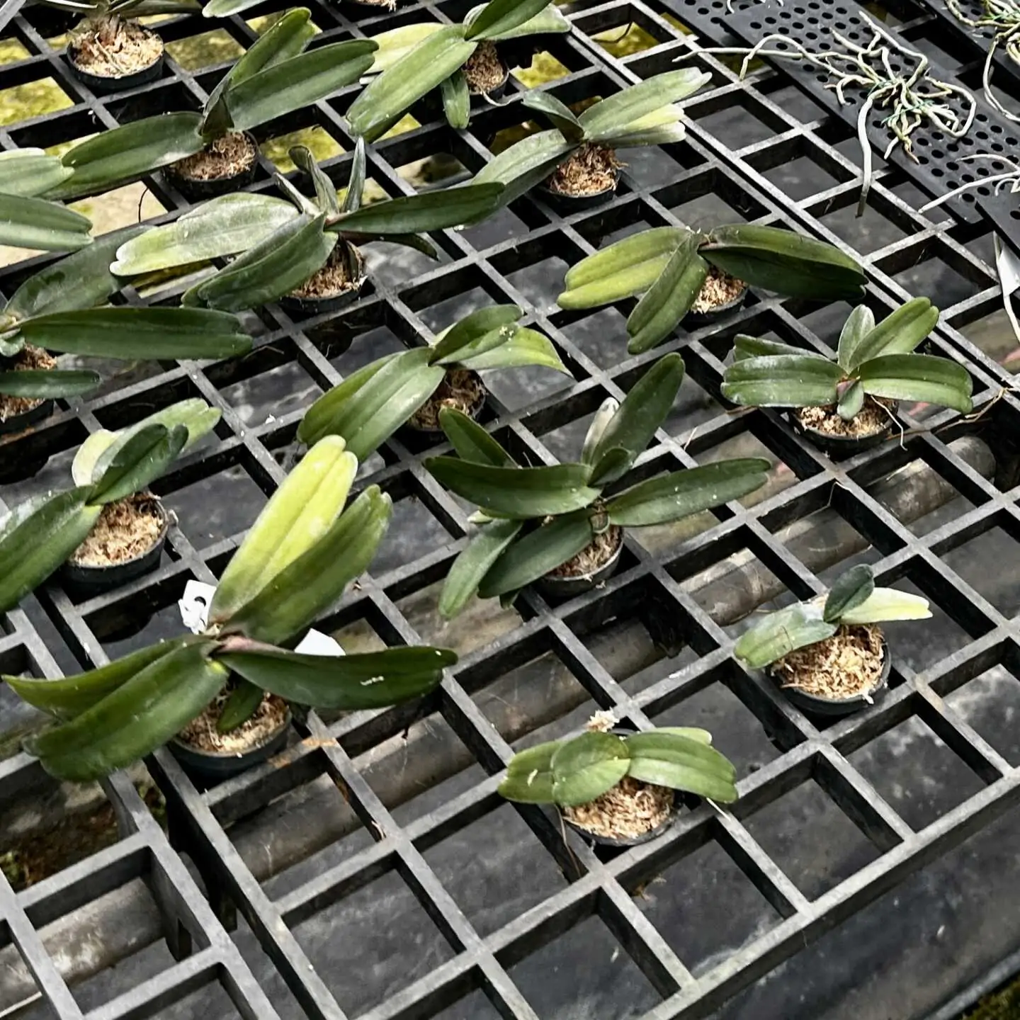 Stereochilus pachyphyllus – Buy Online | Sib Orchid Stereochilus pachyphyllus - Image 3