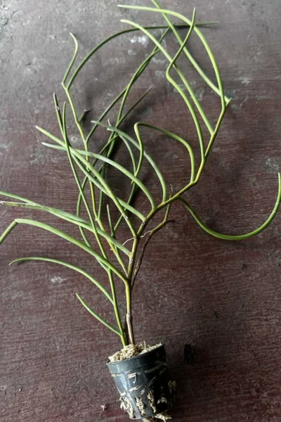 Cleisostoma fuerstenbergianum