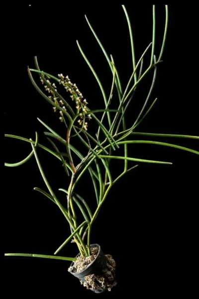 Cleisostoma fuerstenbergianum