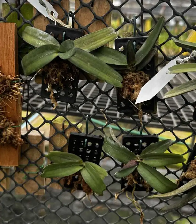 Stereochilus pachyphyllus – Buy Online | Sib Orchid Stereochilus pachyphyllus - Image 2