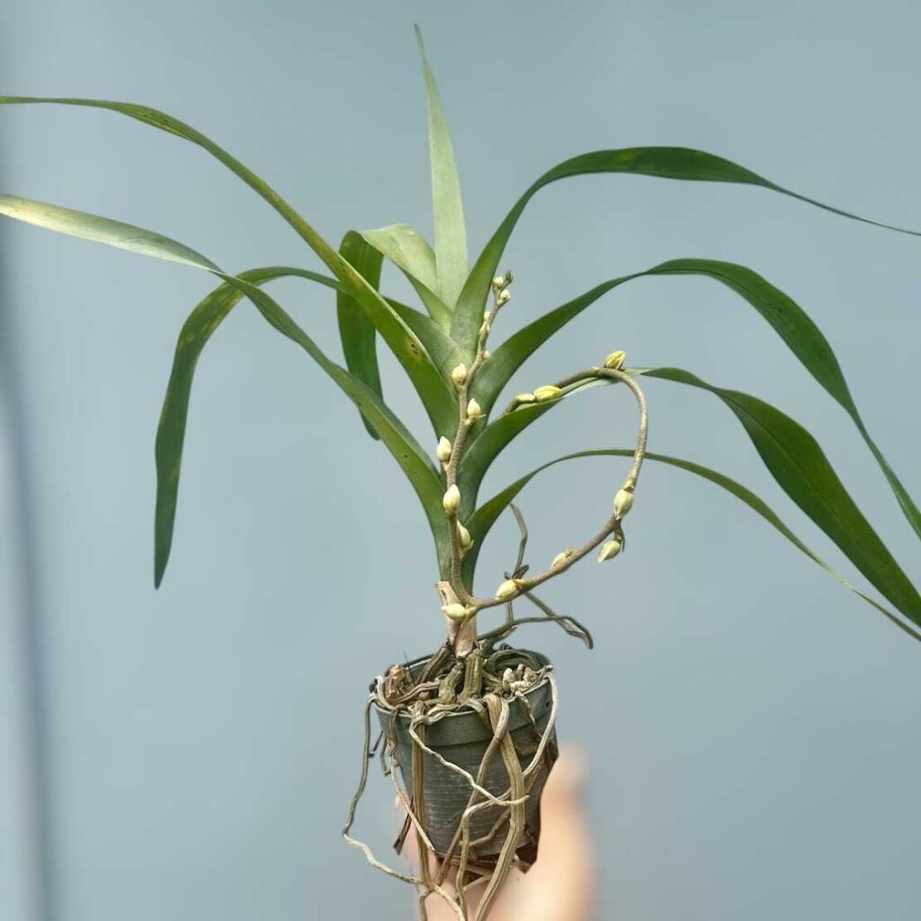 Rare & Beauty of Dimorphorchis lowii: The Two-Faced Orchid – Buy Online | Sib Orchid Rare & Beauty of Dimorphorchis lowii: The Two-Faced Orchid orchid plant for sale