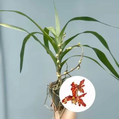 Rare & Beauty of Dimorphorchis lowii: The Two-Faced Orchid – Buy Online | Sib Orchid Dimorphorchis lowii