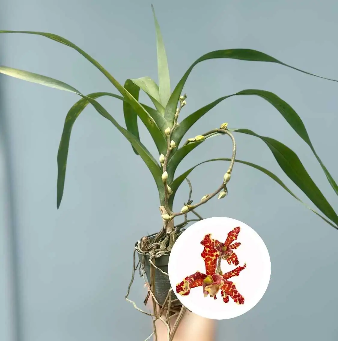 Dimorphorchis lowii