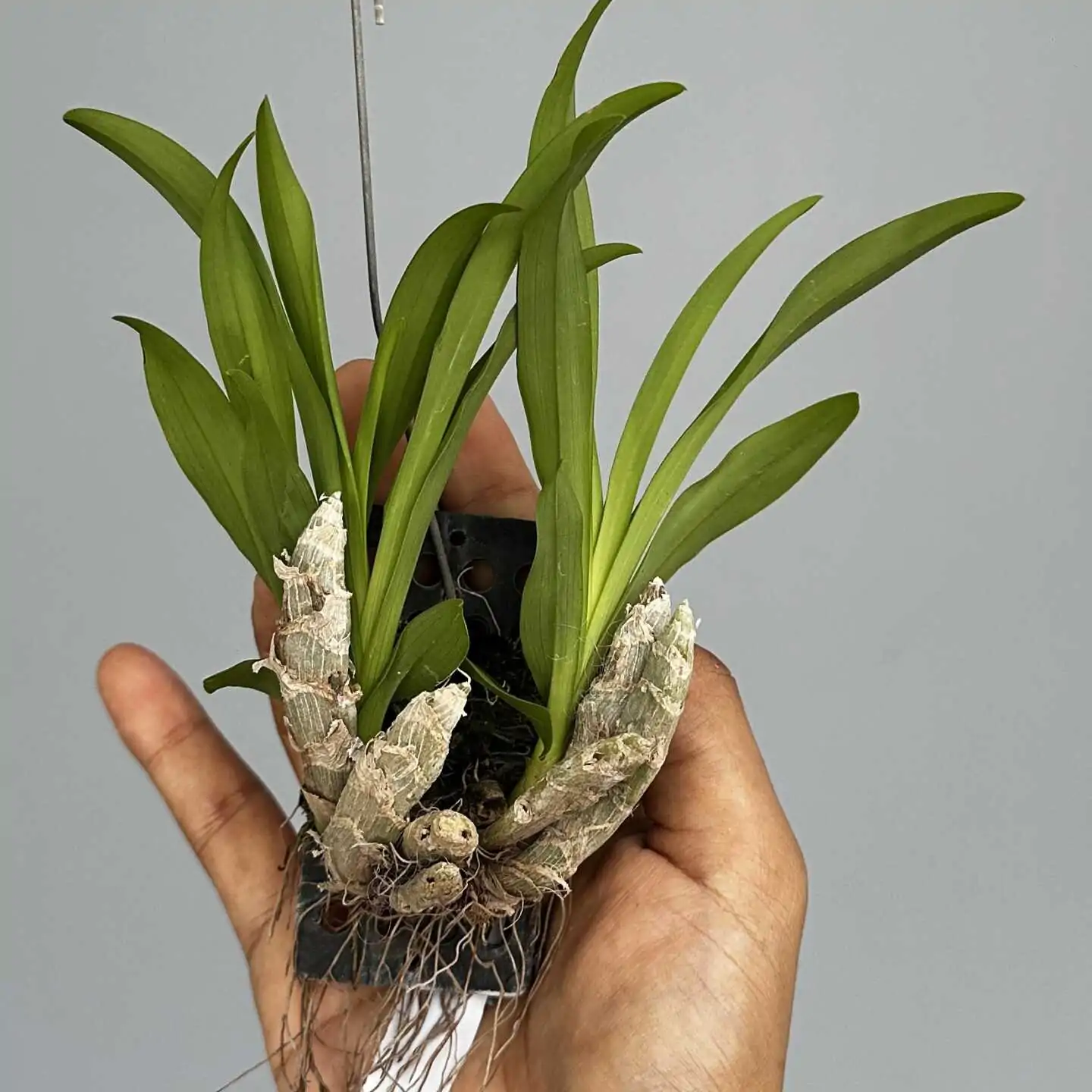 Eria obesa (Well Size) – Buy Online | Sib Orchid eria obesa