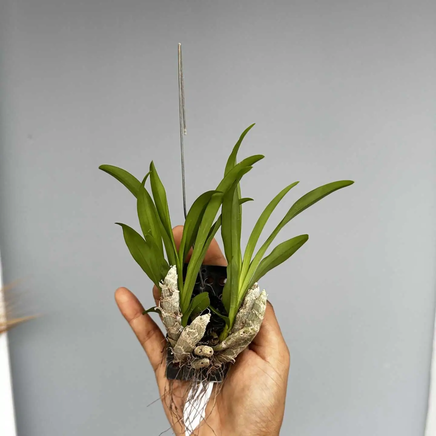 Eria obesa (Well Size) – Buy Online | Sib Orchid eria obesa