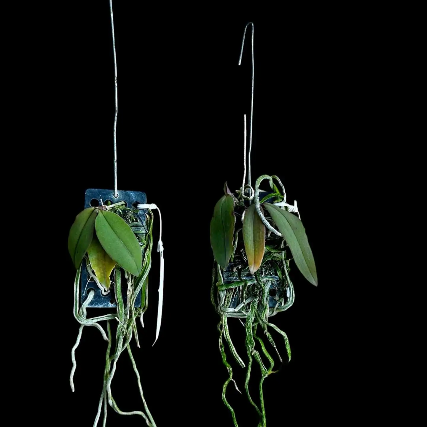 Phalaenopsis lowii – Buy Online | Sib Orchid Phal lowii