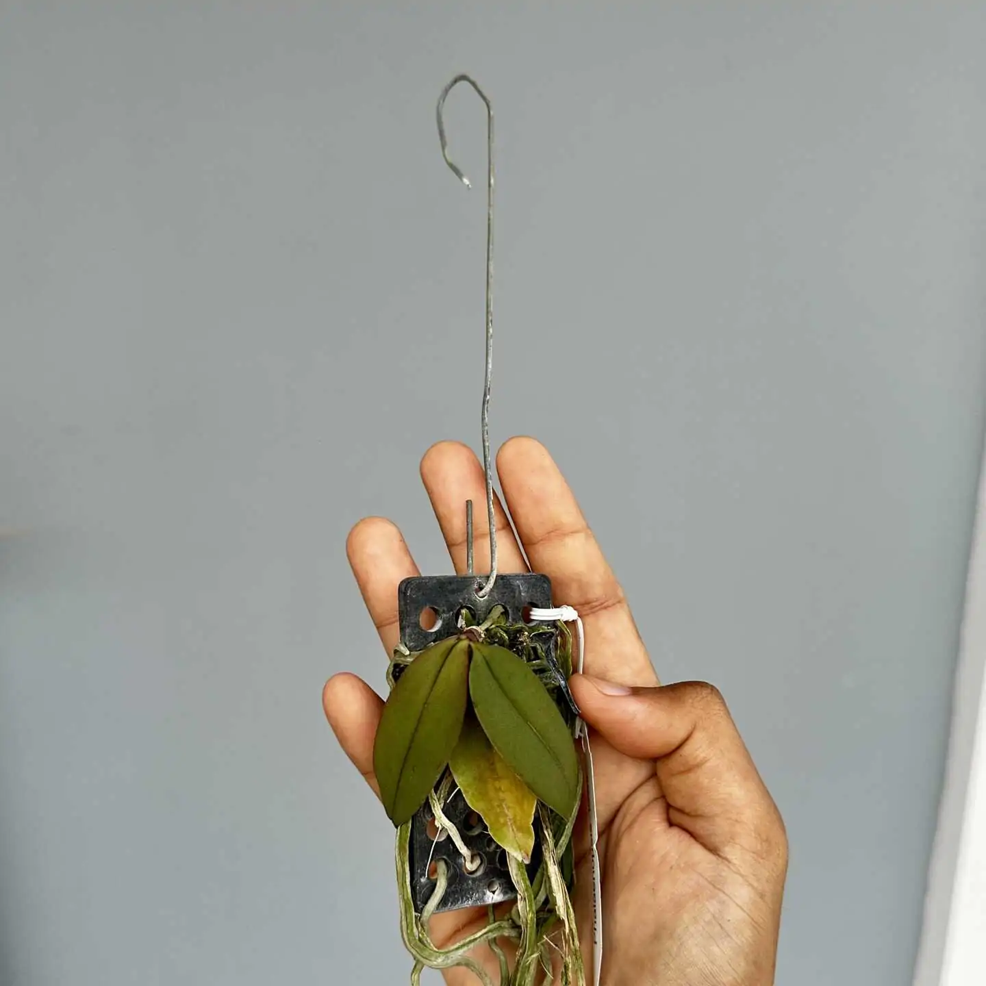 Phalaenopsis lowii – Buy Online | Sib Orchid Phal lowii