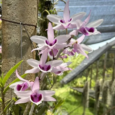 Dendrobium anosmum (Seeding)
