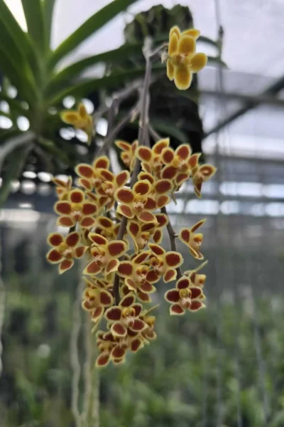 Chiloschista Hybrid lunifera x parishii