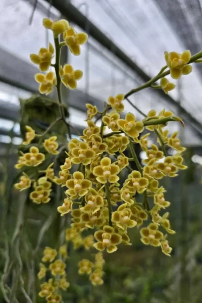 Chiloschista Hybrid lunifera x parishii